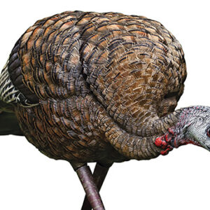 Avian-X LCD - Feeder Hen Turkey Decoy